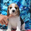 Törzskönyves,tri/bicolor beagle kiskutyák eladók!