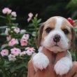 Törzskönyves,tri/bicolor beagle kiskutyák eladók!