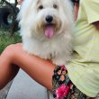 Coton de Tulear