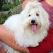 Coton de Tulear