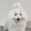 Coton de Tulear