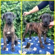 Eladó Cane Corso kölykök