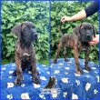 Eladó Cane Corso kölykök