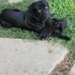 8 hetes szuka Cane Corso kiskutyák