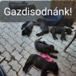 8 hetes szuka Cane Corso kiskutyák