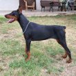 Doberman szuka fiatal kutya