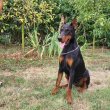 Doberman szuka fiatal kutya