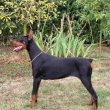 Doberman szuka fiatal kutya