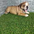 Angol bulldog