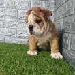 Angol bulldog