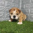 Angol bulldog