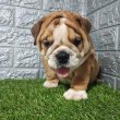 Angol bulldog