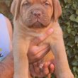 Dogue de Bordeaux kölykök