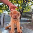 Dogue de Bordeaux kölykök