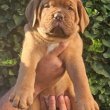 Dogue de Bordeaux kölykök