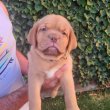 Dogue de Bordeaux kölykök