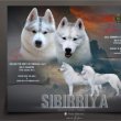 Szibériai Husky kölykök