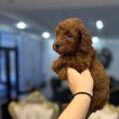 Toy and mini poodle puppies