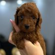 Toy and mini poodle puppies