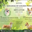 Pembroke walesi corgi kölykök