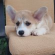 Pembroke walesi corgi kölykök