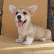 Pembroke walesi corgi kölykök