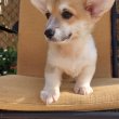 Pembroke walesi corgi kölykök