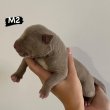 AMERICAN BULLY Xl