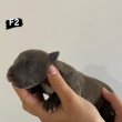 AMERICAN BULLY Xl