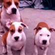 Staffordshire terrier