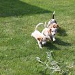 Törzskönyves ,tri/bicolor beagle kiskutyák eladók!