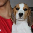 Törzskönyves ,tri/bicolor beagle kiskutyák eladók!