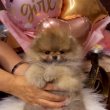 Beautiful Pomeranians BOO