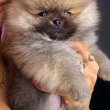 Beautiful Pomeranians BOO