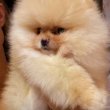 Beautiful Pomeranians BOO