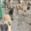 Eladó belga juhász malinois kiskutyák