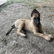 Eladó belga juhász malinois kiskutyák