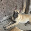 Eladó belga juhász malinois kiskutyák