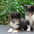 Shetland sheepdog (Sheltie) kiskutyák 