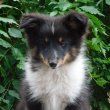 Shetland sheepdog (Sheltie) kiskutyák 