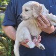 Golden retriever kölyök