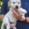 Golden retriever kölyök