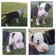 amerikai staffordshire terrier