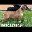 Angol bulldog szuka