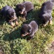 Rottweiler kiskutyák eladók 