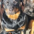 Rottweiler kiskutyák eladók 