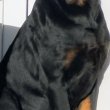 Rottweiler kiskutyák eladók 