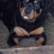 Rottweiler szuka kiskutya eladó 