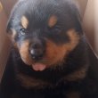 Rottweiler szuka kiskutya eladó 