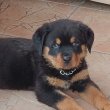 Rottweiler szuka kiskutya eladó 